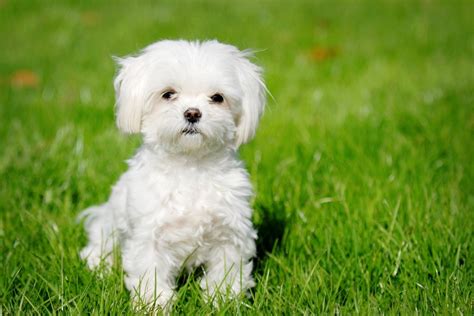 oki square bichon.